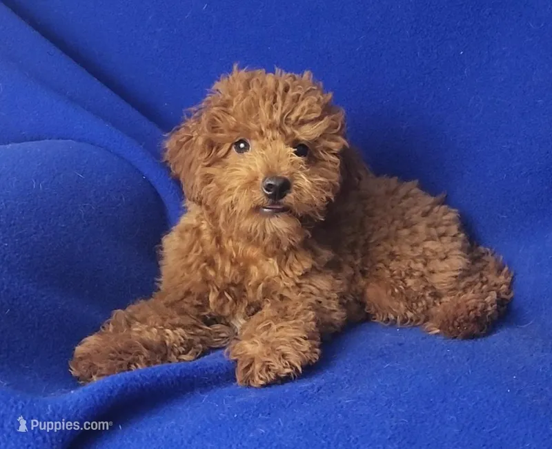 Wilder – Poodle - Miniature  puppy for sale in Jackson, TN