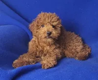 Wilder, a male Poodle - Miniature  for sale in Jackson, TN – Photo 1 of 10