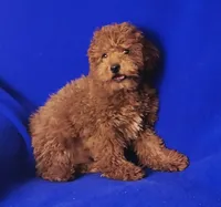 Wilder, a male Poodle - Miniature  for sale in Jackson, TN – Photo 10 of 10
