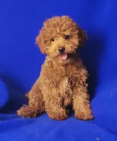 Wilder, a male Poodle - Miniature  for sale in Jackson, TN – Photo 9 of 10