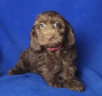 *FLASH SALE* Chocolate Clarissa, a female Cockapoo for sale in Jackson, TN – 9 of 10