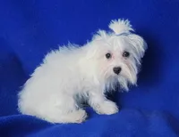 Bentley, a male Maltese for sale in Jackson, TN – 4 of 10