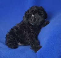 Griffin, a male Schnoodle for sale in Jackson, TN – 10 of 10