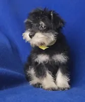 Gregory , a male Schnoodle for sale in Jackson, TN – 7 of 10