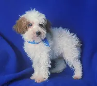 Emmett, a male Poodle - Toy  for sale in Jackson, TN – 5 of 10