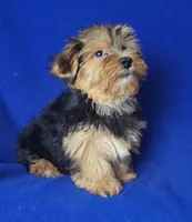 Amelia, a female Morkie for sale in Jackson, TN – 4 of 10