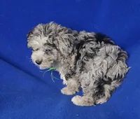 Declan , a male Yorkipoo for sale in Jackson, TN – Photo 10 of 10