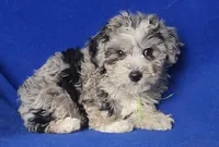 Declan , a male Yorkipoo for sale in Jackson, TN – Photo 5 of 10