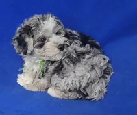 Declan , a male Yorkipoo for sale in Jackson, TN – Photo 3 of 10
