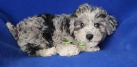Declan , a male Yorkipoo for sale in Jackson, TN – Photo 4 of 10