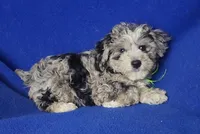 Declan , a male Yorkipoo for sale in Jackson, TN – Photo 2 of 10