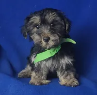 Teo, a male Morkie for sale in Jackson, TN – 2 of 10