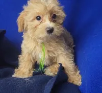 Banjo, a male Yorkipoo for sale in Jackson, TN – 7 of 10