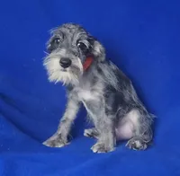 Merle Sebastian, a male Miniature Schnauzer for sale in Jackson, TN – 9 of 10
