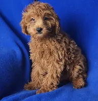 Royce, a male Cockapoo for sale in Jackson, TN – 8 of 10