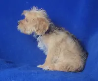 Olive, a female Yorkipoo for sale in Jackson, TN – 7 of 10
