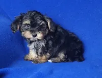 Presley, a male Yorkipoo for sale in Jackson, TN – 10 of 10