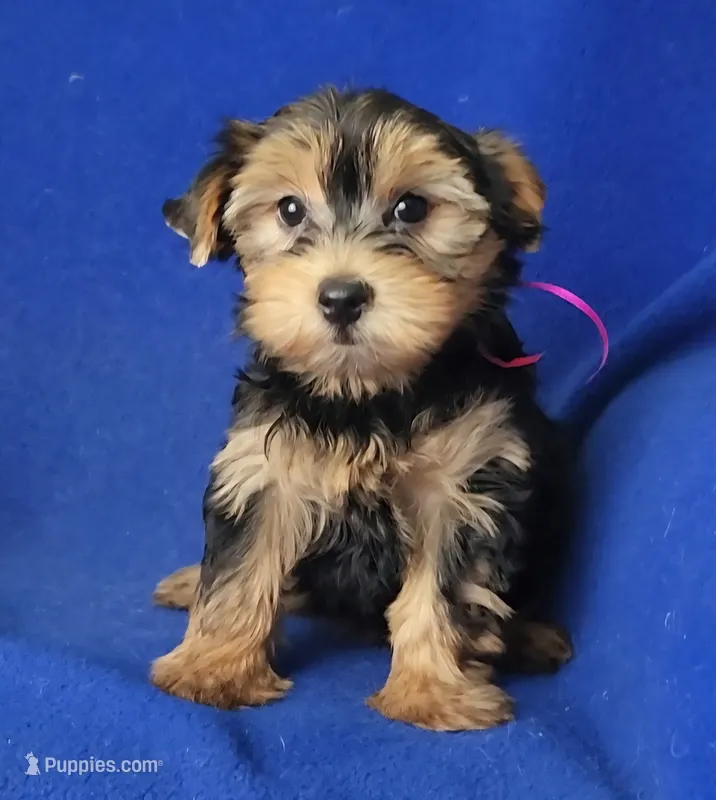 Georgia – Yorkshire Terrier puppy for sale in Jackson, TN