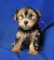 Georgia, a female Yorkshire Terrier for sale in Jackson, TN – 6 of 10