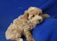 Gemma, a female Yorkshire Terrier for sale in Jackson, TN – 2 of 10