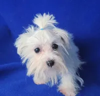 Bentley, a male Maltese for sale in Jackson, TN – 10 of 10