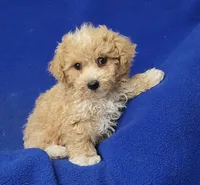 Fannie, a female Bichpoo for sale in Jackson, TN – 9 of 10