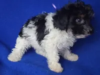 Piper , a female Yorkipoo for sale in Jackson, TN – 9 of 10
