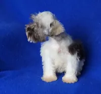 Choco Celine, a female Miniature Schnauzer for sale in Jackson, TN – 10 of 10