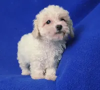 Searcy, a female Poodle - Toy  for sale in Jackson, TN – 5 of 10