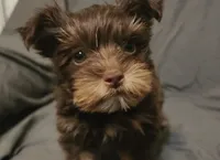 Chocolate Nash, a male Yorkshire Terrier for sale in Jackson, TN – 3 of 9