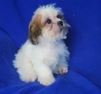 Sterling , a male Shichon for sale in Jackson, TN – 3 of 10