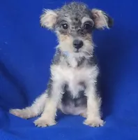 Gigi, a female Schnoodle for sale in Jackson, TN – 9 of 10