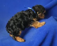 Gregory, a male Yorkshire Terrier for sale in Jackson, TN – 3 of 10