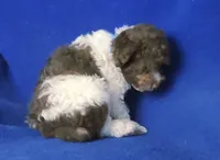 Micah, a male Poodle - Toy  for sale in Jackson, TN – 7 of 9
