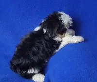 Pilot, a male Yorkipoo for sale in Jackson, TN – 2 of 10