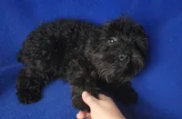 Griffin , a male Schnoodle for sale in Jackson, TN – 4 of 10