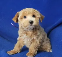Gemma, a female Yorkshire Terrier for sale in Jackson, TN – 3 of 10