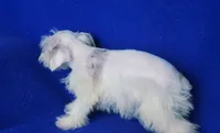 Choco Merle Claira, a female Miniature Schnauzer for sale in Jackson, TN – 9 of 9