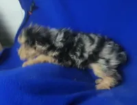 Beckham , a male Yorkipoo for sale in Jackson, TN – 7 of 10