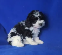 Melody , a male Poodle - Toy  for sale in Jackson, TN – 4 of 10