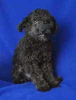Maverick, a male Poodle - Miniature  for sale in Jackson, TN – 10 of 10