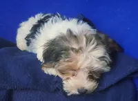 Spencer, a male Shichon for sale in Jackson, TN – 8 of 10