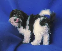 Van, a male Maltipoo for sale in Jackson, TN – 9 of 10