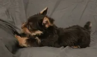 Chocolate Knox, a male Yorkshire Terrier for sale in Jackson, TN – 10 of 10