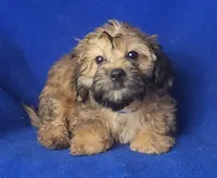 Ollie, a male Yorkipoo for sale in Jackson, TN – 8 of 10