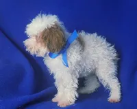 Emmett, a male Poodle - Toy  for sale in Jackson, TN – 8 of 10