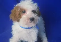 Emmett, a male Poodle - Toy  for sale in Jackson, TN – 10 of 10