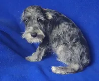 Merle Sebastian, a male Miniature Schnauzer for sale in Jackson, TN – 2 of 10