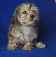 Oakleigh, a female Yorkipoo for sale in Jackson, TN – 9 of 10
