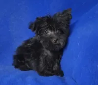 Ledger, a male Yorkipoo for sale in Jackson, TN – 9 of 10
